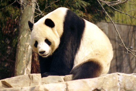 panda gigante chengdu