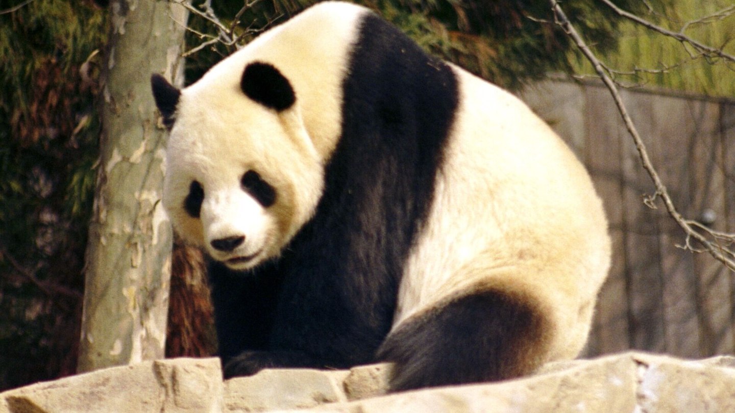 panda gigante chengdu