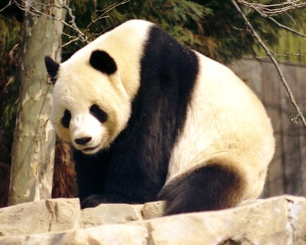 panda gigante chengdu