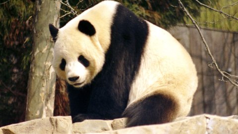 panda gigante chengdu