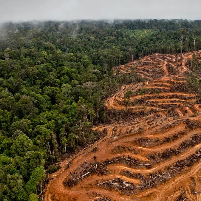 como esta destruyendo industria aceite de palma ecosistema