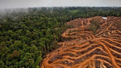 como esta destruyendo industria aceite de palma ecosistema