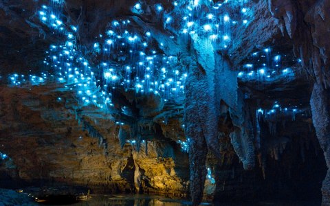 waitomo glowworm
