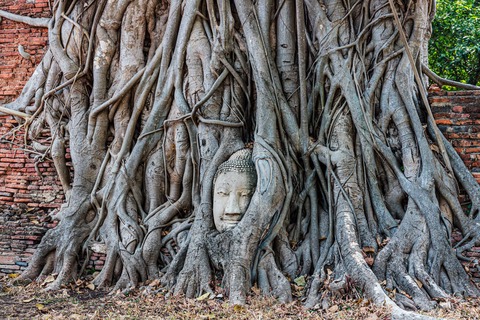 ayutthaya buddha head