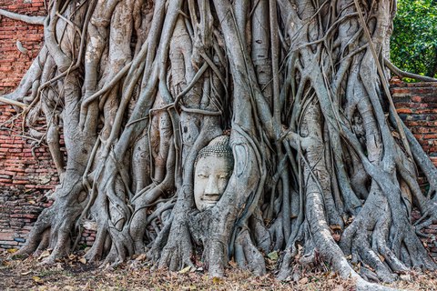 ayutthaya buddha head