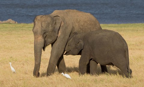elephas maximus maximus featured