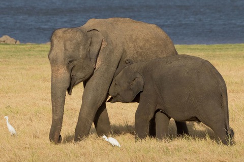 elephas maximus maximus