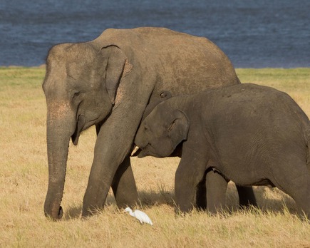 elephas maximus maximus