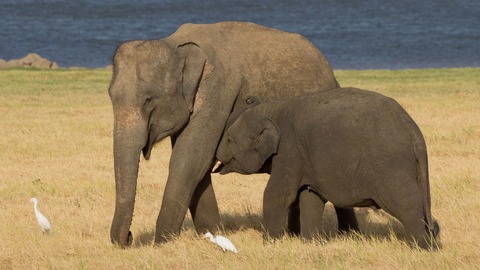 elephas maximus maximus