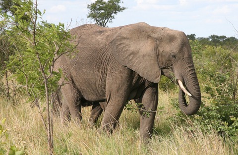 loxodonta africana