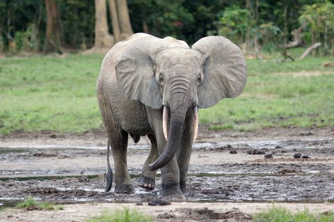 loxodonta cyclotis