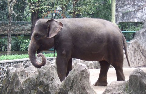 sumatra elephant ragunan