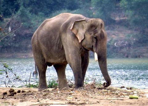 elephant vietnam