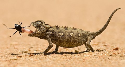 animales desierto sahara