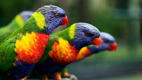 diferencia entre especie endémica y especie autóctona