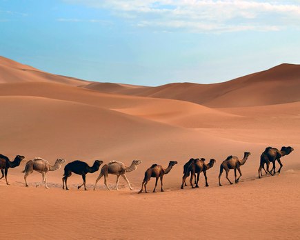 el desierto del sahara