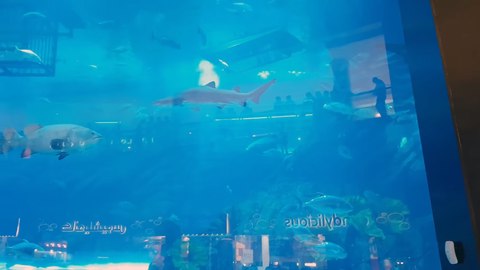 acuario dubai mall