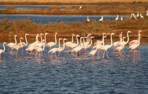 what to do algarve ria formosa natural park