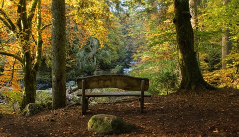 sendero forestal de dunkeld escocia