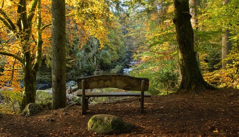 sendero forestal de dunkeld escocia