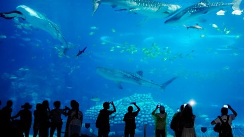 deep sea world escocia