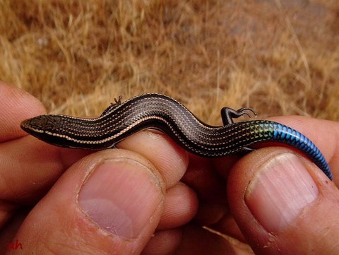 chalcides sexlineatus