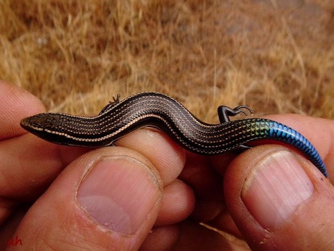 chalcides sexlineatus
