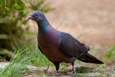 columba junoniae