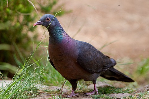columba junoniae