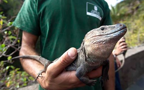 lagarto gigante gran canaria