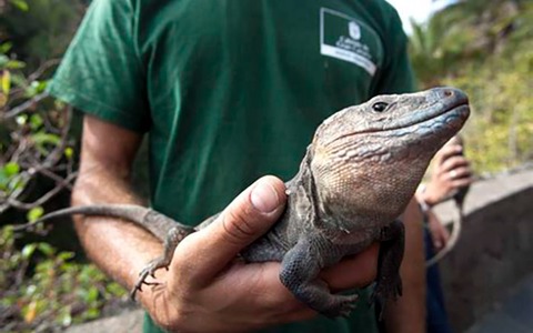 lagarto gigante gran canaria