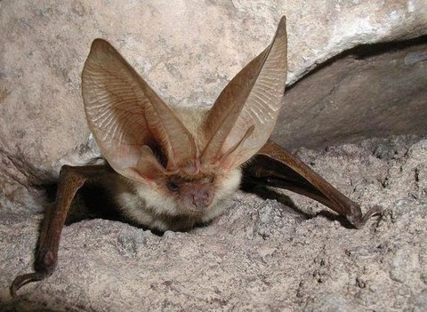 murcielago orejudo canarias