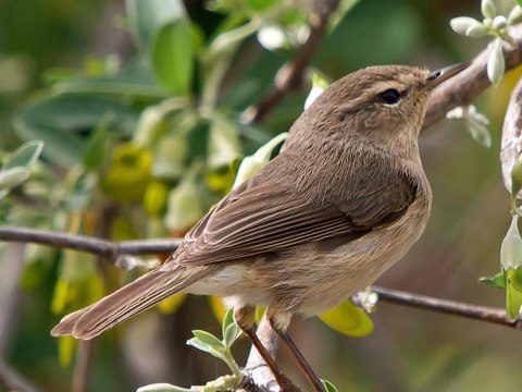 phylloscopus canariensis