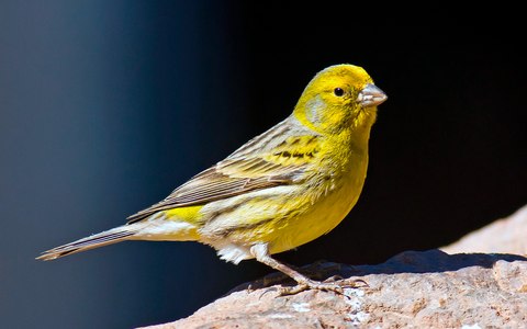 serinus canaria