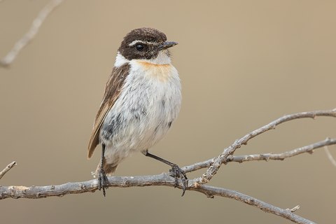 tarabilla canaria