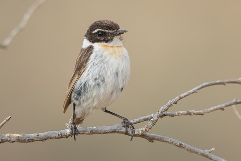 tarabilla canaria
