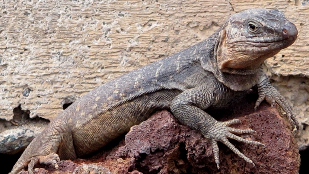 animales endemicos islas canarias