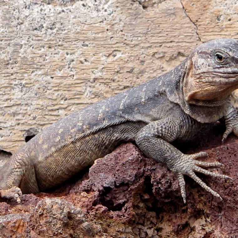 animales endemicos islas canarias