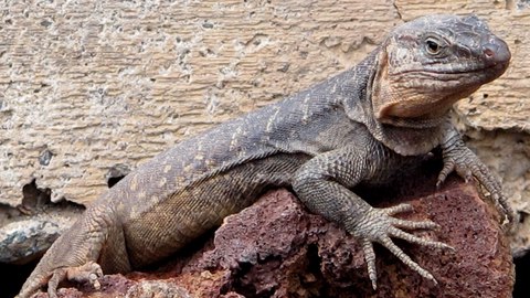 animales endemicos islas canarias