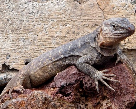 animales endemicos islas canarias