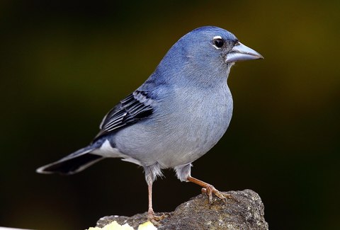 pinzon azul tenerife