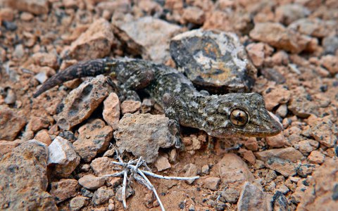 salamanquesa canaria oriental
