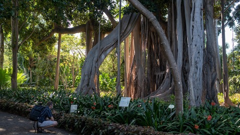 los mejores jardines botánicos de tenerife
