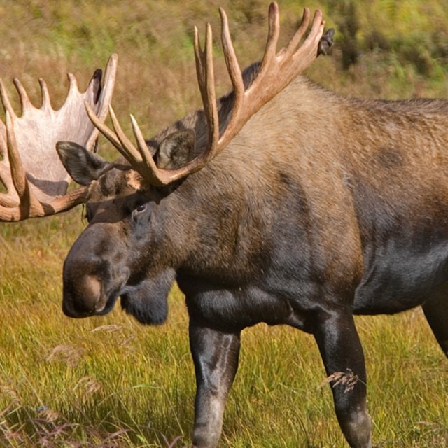 alaska los alces mas peligrosos que los osos