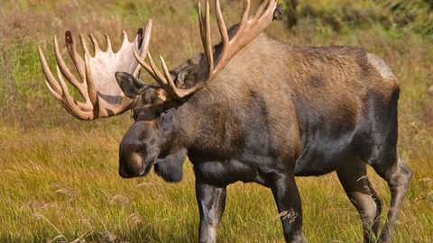 alaska los alces mas peligrosos que los osos