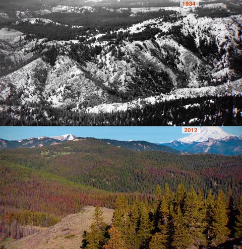 evolucion bosque 1934 2012 vegetacion