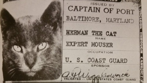 herman, el gato que perteneció a la guardia costera estadounidense