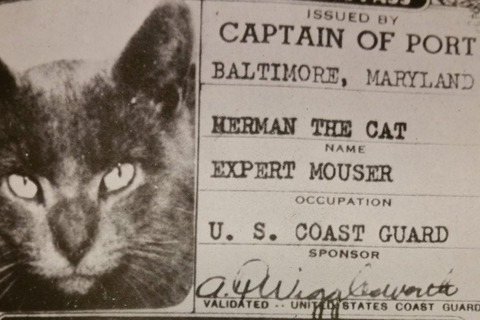 herman el gato de la guardia costera estadounidense
