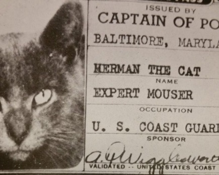herman el gato de la guardia costera estadounidense