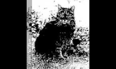 unsinkable sam cat